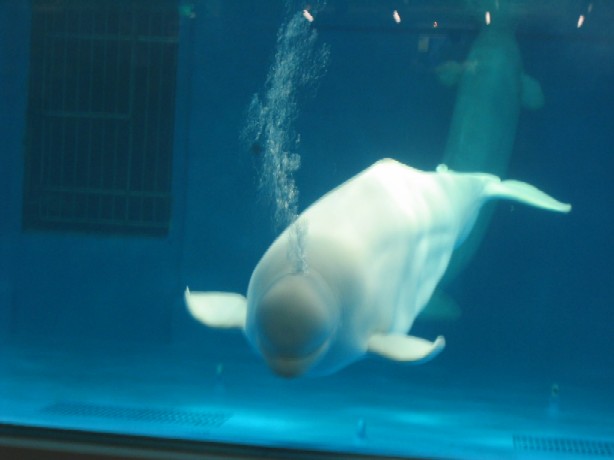 横浜八景島シーパラダイス 水族館 水族園大研究 おすすめ情報満載