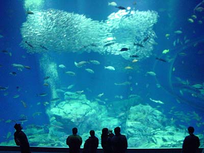 福岡県の水族館 マリンワールド海の中道 水族館 水族園大研究 おすすめ情報満載